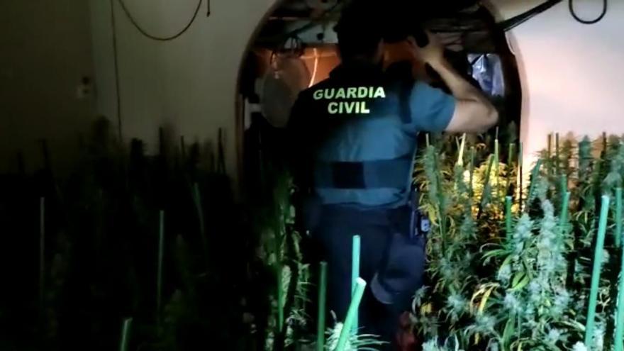 Hallan en una villa de Benicàssim 2.600 plantas de marihuana