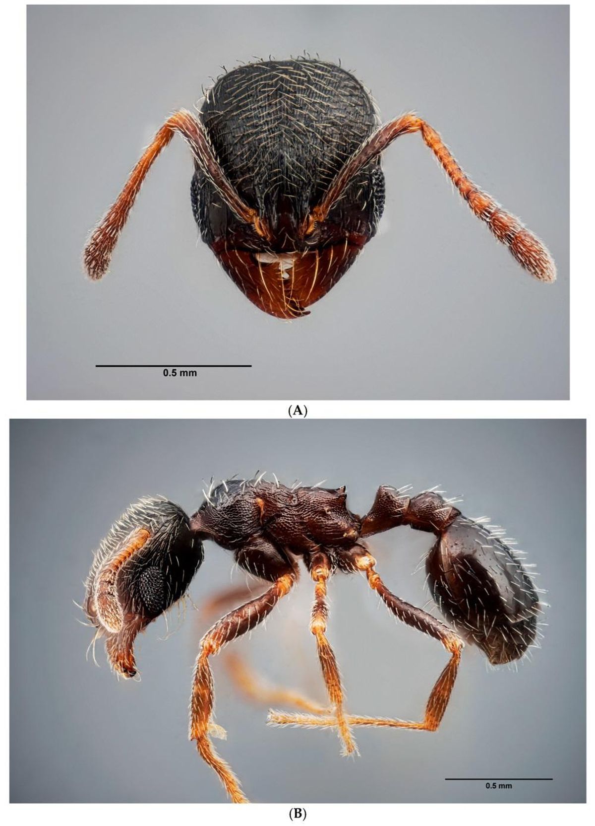 Una de las especies descubiertas