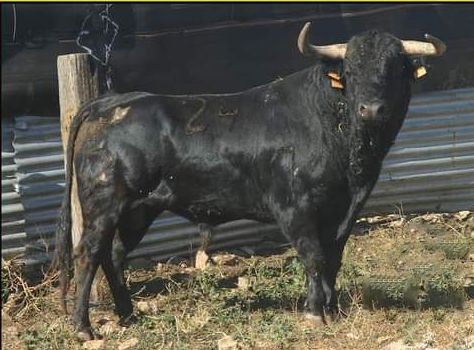 Este es el toro de Jandilla que estaba previsto exhibir el próximo 8 de enero.