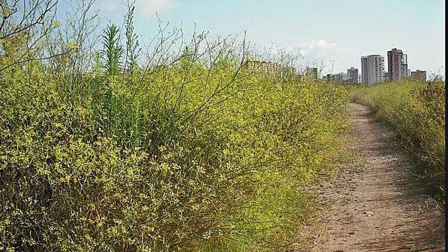 La marjal de Rafalell i Vistabella. | LEVANTE-EMV