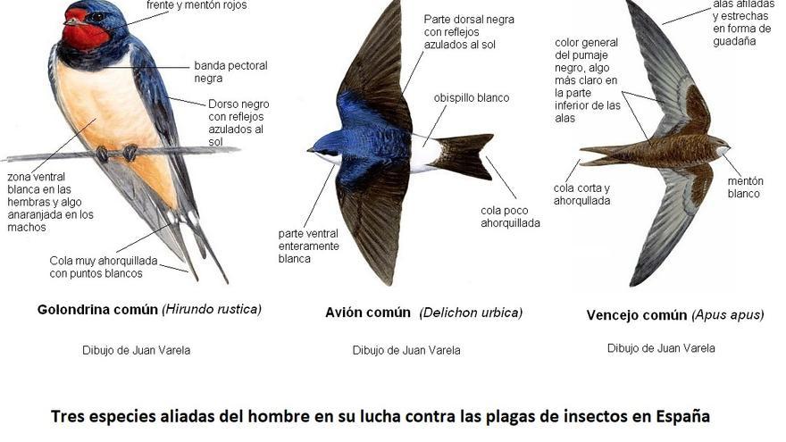 Las tres especies