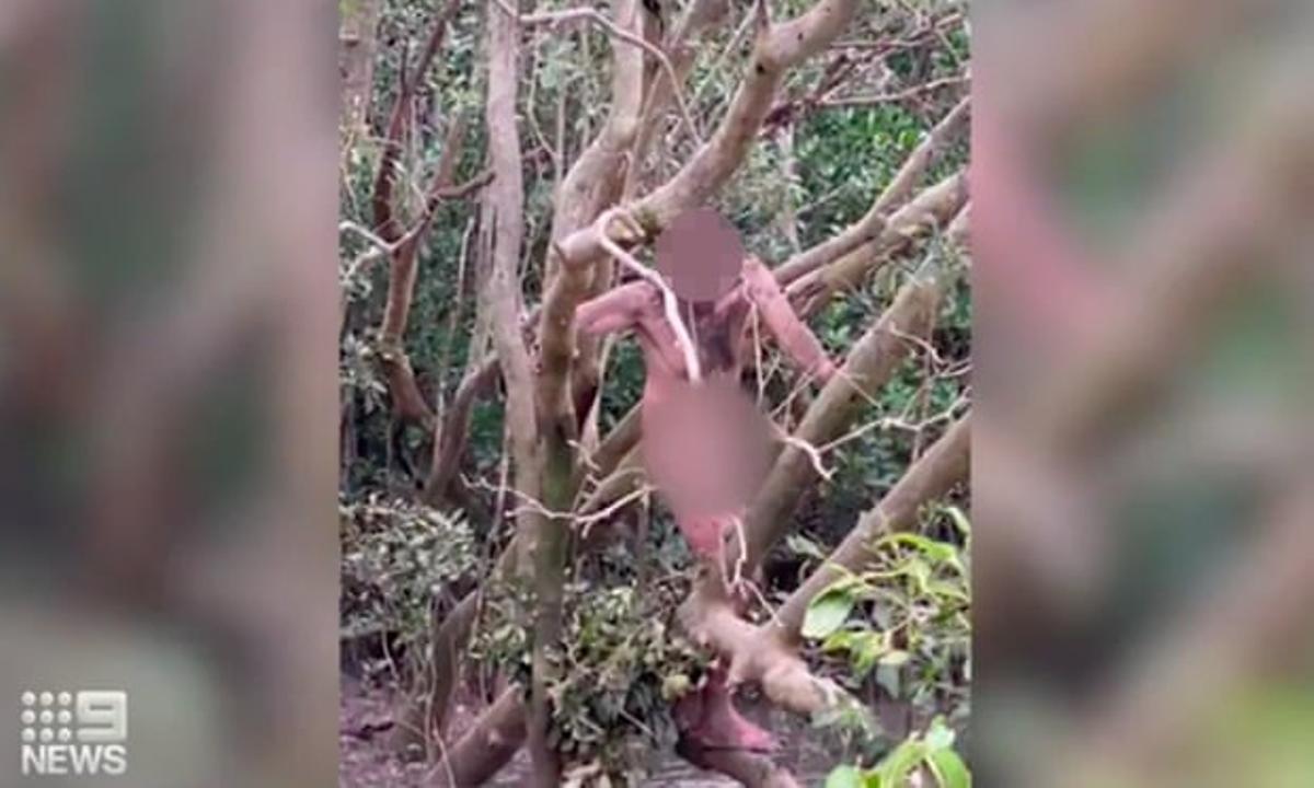 Un fugitiu, trobat nu en una zona infestada de cocodrils a Austràlia Un fugitiu, trobat nu en una zona infestada de cocodrils a Austràlia