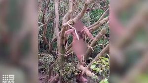 Un fugitiu, trobat nu en una zona infestada de cocodrils a Austràlia