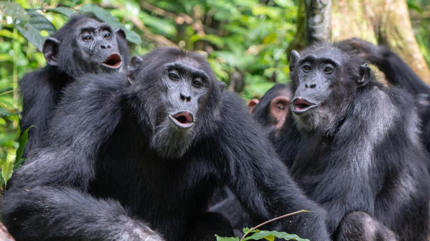 Los chimpancés forman oraciones de dos palabras para comunicarse entre ellos