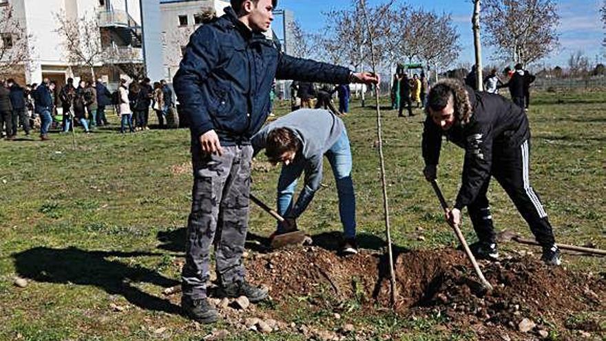 Plantación de árboles en el IES Alfonso IX.