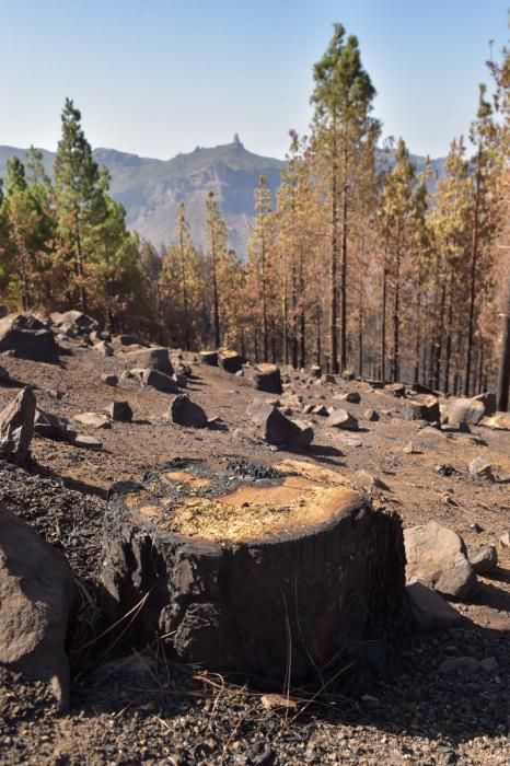 Quemas prescritas por el Cabildo de Gran Canaria