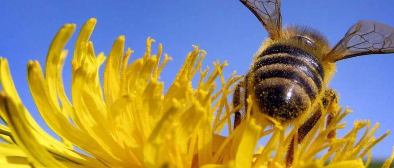 Una abeja recolecta polen. // Efe