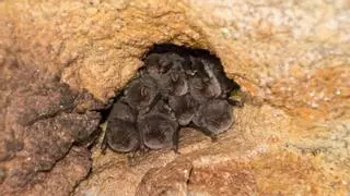 La increíble eficacia de los murciélagos en el control de plagas