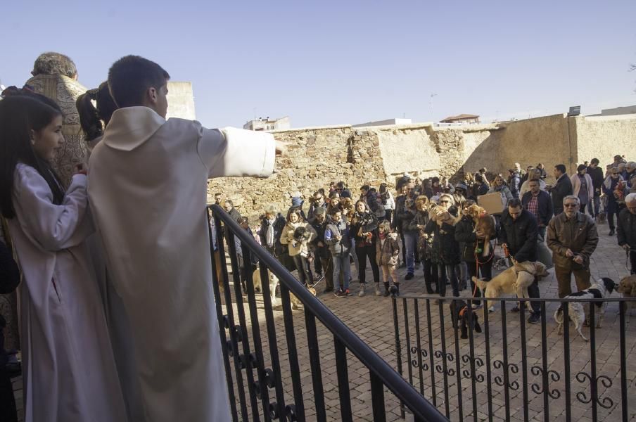 San Antón bendice a los animales en Benavente.