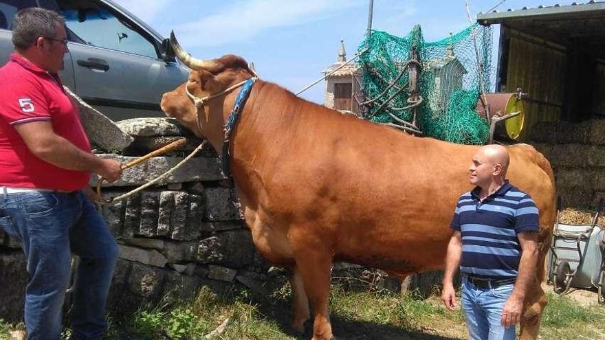 Argentino Albores agarrando el buey, de pie Ricardo Moreira de Talho dos Galegos (Valença). // D.P.