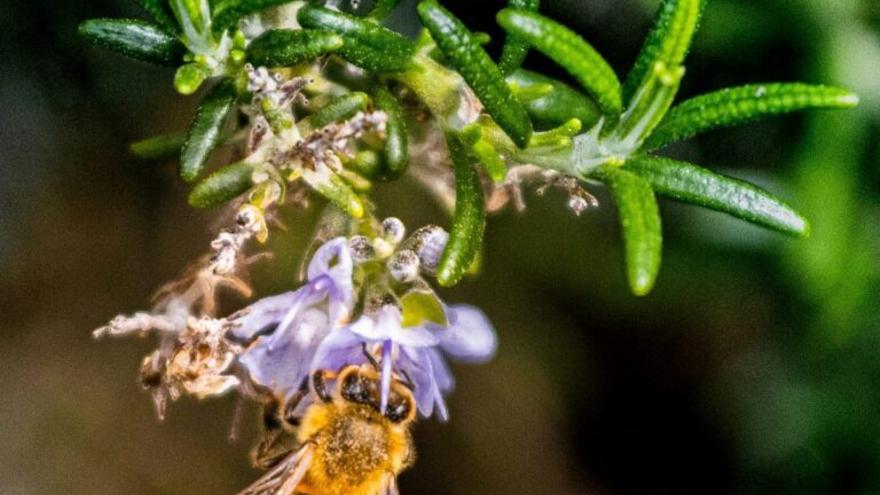 El sol puede salvar a las abejas de la extinción