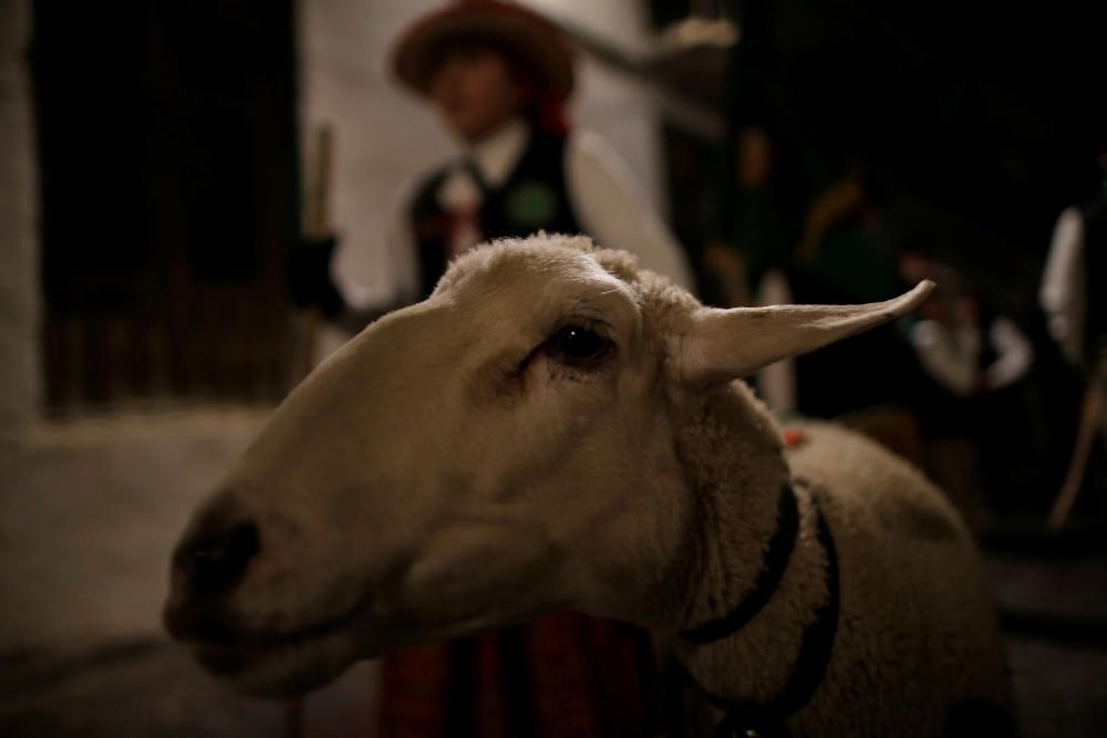 A villager leads a sheep during the Divina ...