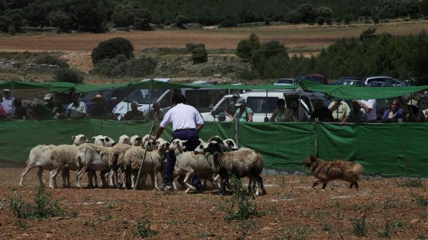 Alfarp busca dar visibilidad a la ganadería con el primer concurso de perros pastor