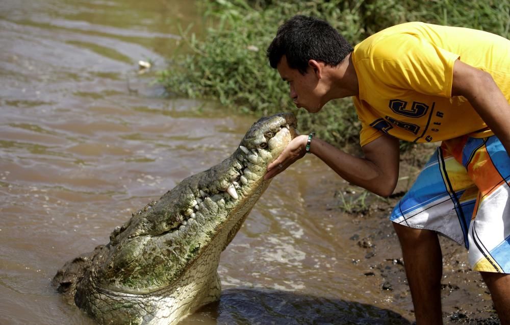 Juan Cerdas, un hombre cuyo hobby consiste en alimentar cocodrilos salvajes, besa a un ejemplar en el río Tarcoles, uno de los que más población de cocodrilos tiene en el mundo, en Costa Rica.REUTERS/Juan Carlos Ulate