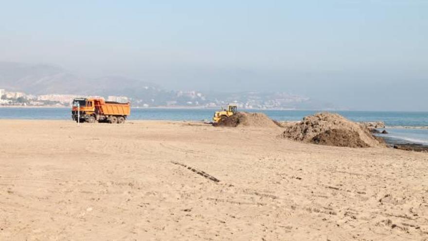 Benicàssim gasta 74.000 euros en retirar 10.000 toneladas de algas de la playa