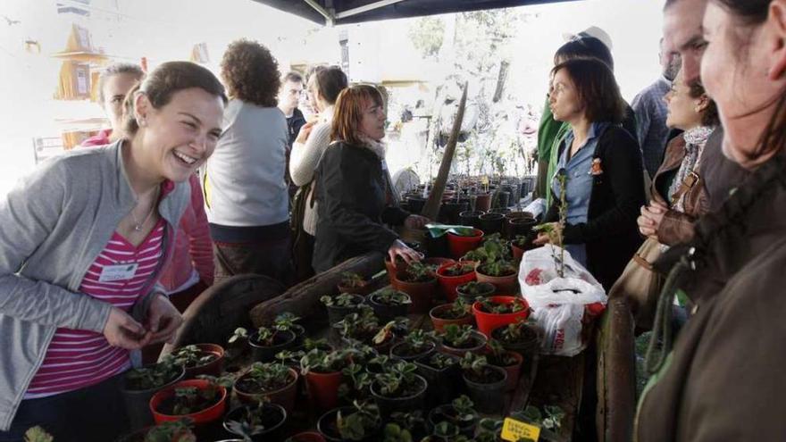 Imagen de una feria de semillas y plantón ecológicos en Levoso. // Bernabé/Cris M.V.