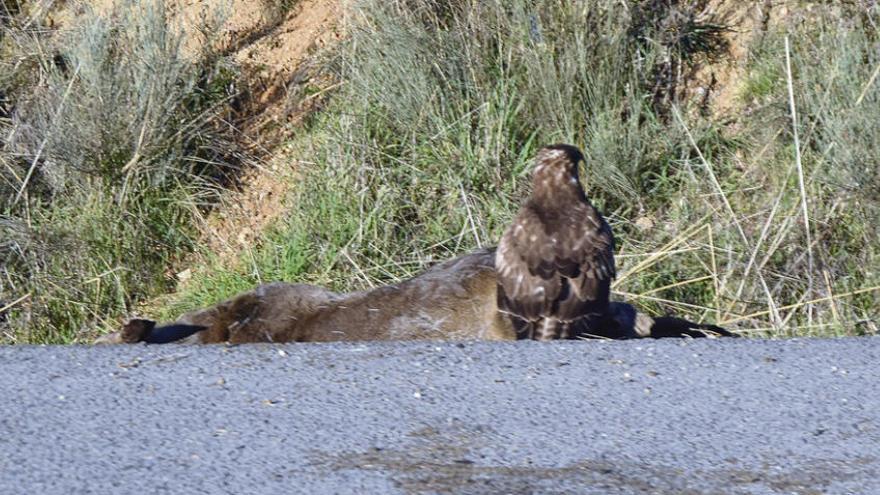 Un águila saca tajada de un ciervo atropellado recientemente en la carretera N-525 a su paso por Sanabria.