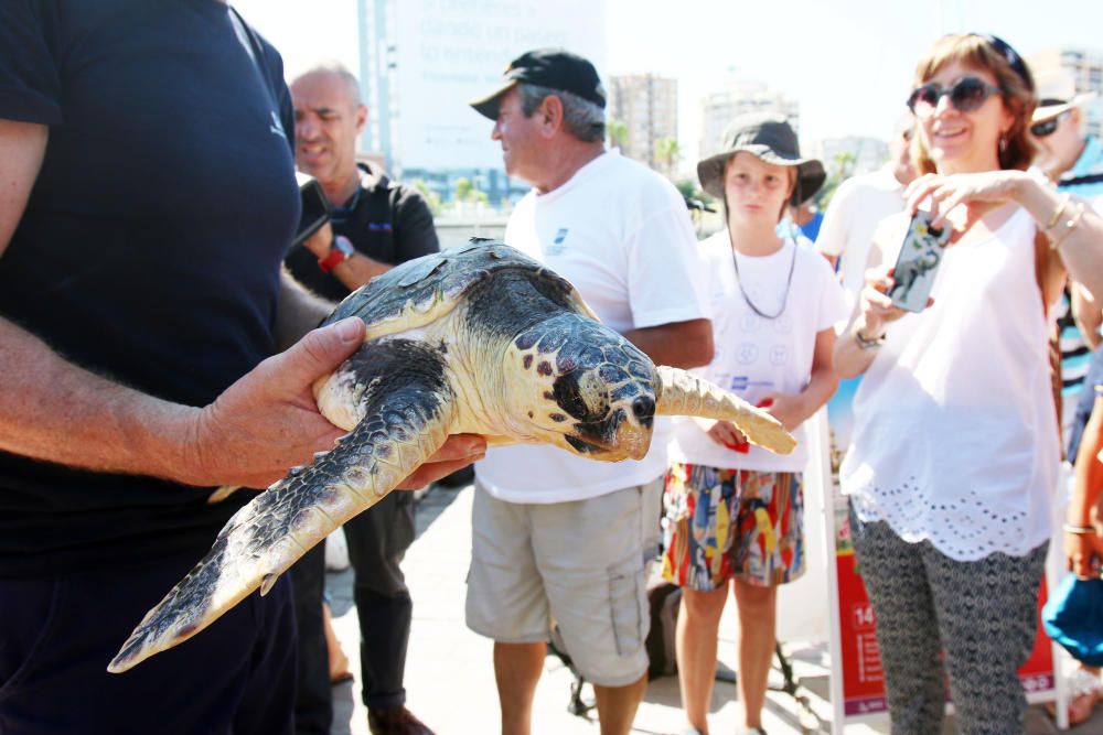 El animal ha permanecido un año en las instalaciones del Aula del Mar de Málaga recuperándose de sus heridas, hasta su completo restablecimiento