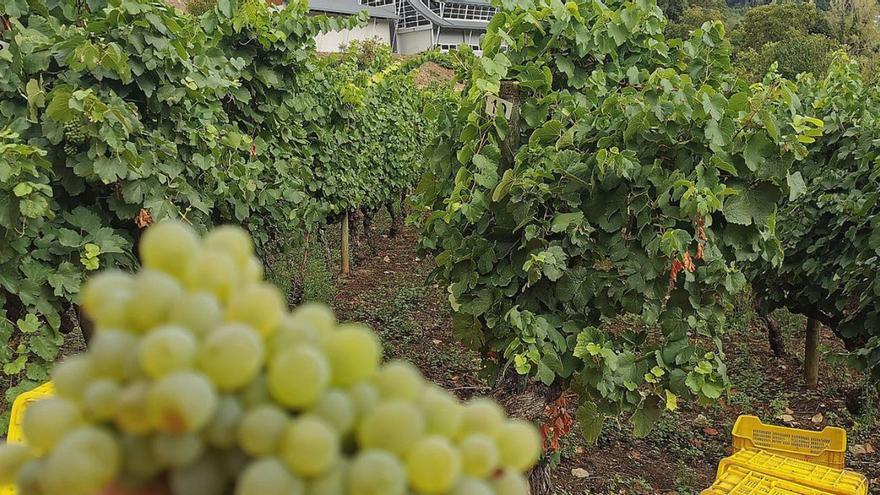 Valdeorras, primera denominación de origen en comenzar la recogida de uva