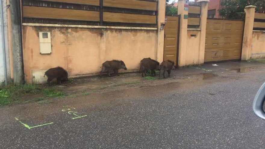 El grupo de jabalíes, delante de una vivienda de Salinas.