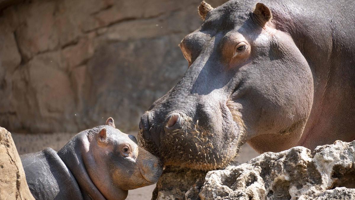 Gori, el bebé hipopótamo de BIOPARC Valencia, cumplió 6 meses recientemente.