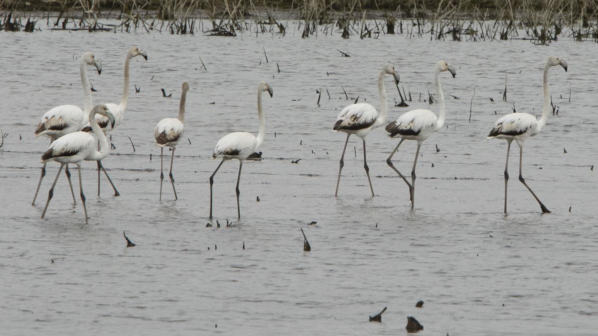 Flamencos en el majal de Almardà.