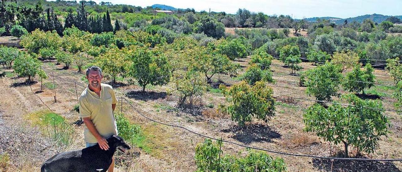 Esteva frente a una de sus plantaciones de aguacates.