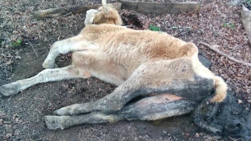 Una vaca agoniza durante 24 horas en Piloña sin que nadie se haga cargo de ella