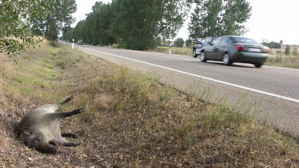 Un jabalí muerto en el arcén de una carretera de Cataluña