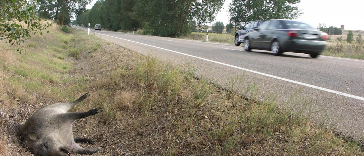 Un jabalí muerto en el arcén de una carretera de Cataluña