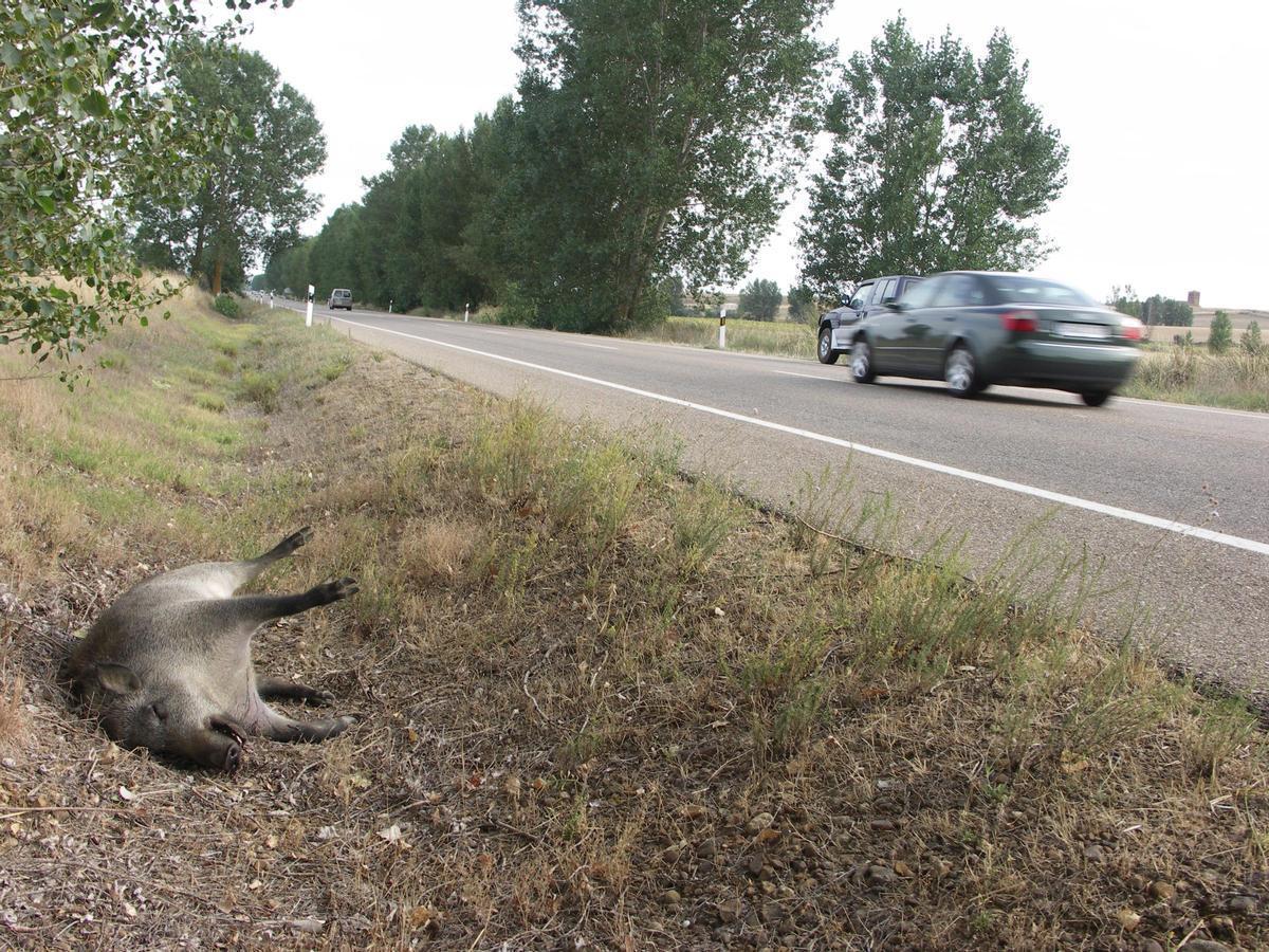 Un jabalí muerto en el arcén de una carretera de Cataluña