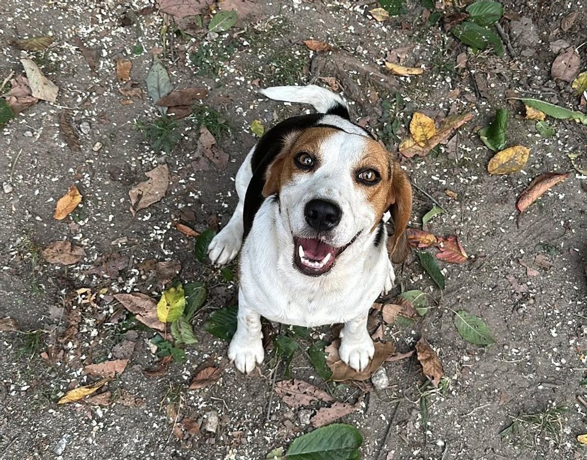 La perrita Luna.