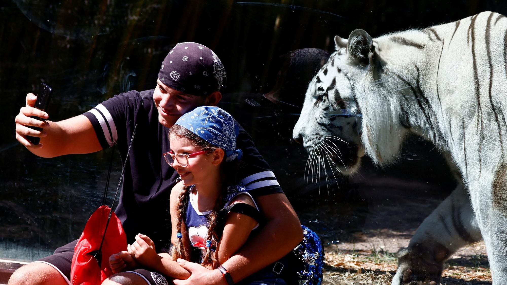 Selfie con un tigre detrás en el zoo de Roma