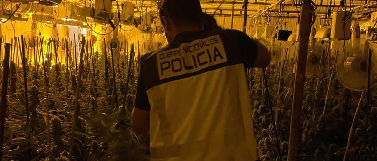 La Policía Nacional interviene una plantación de marihuana en Carrús