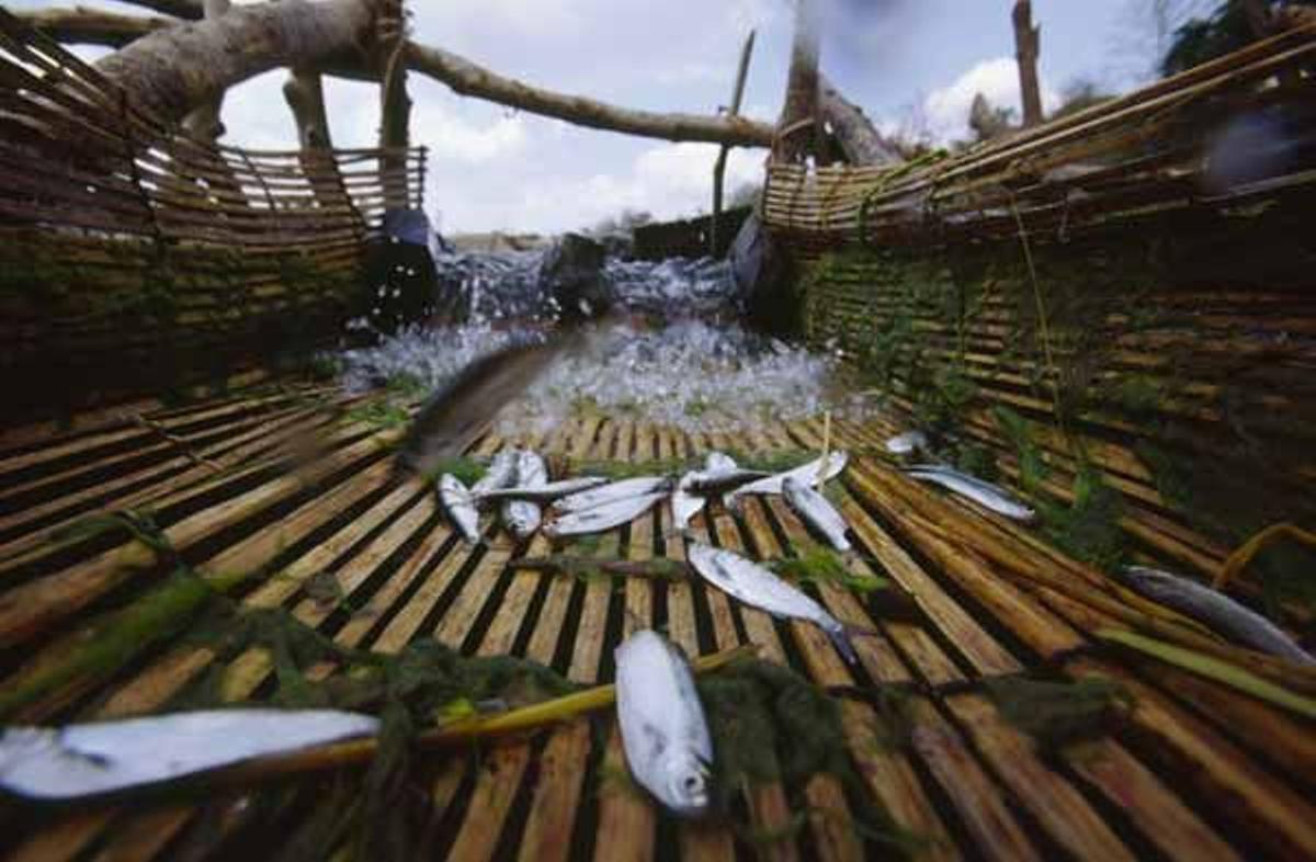 Peces en una barcaza en un canal artificial del río Mekong.