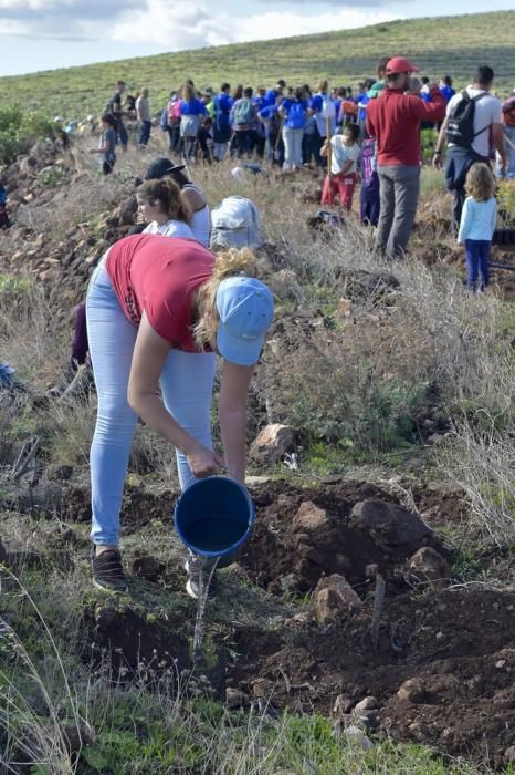 Celebración insular del día del árbol, en la ...