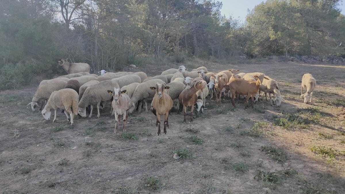 Les ovelles tenen calor a Cardona.