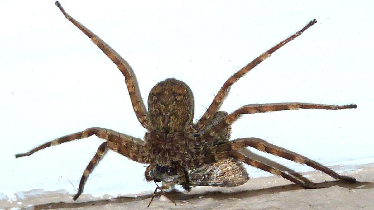 Ejemplar de araña selenopidae, comunmente conocida como araña voladora.