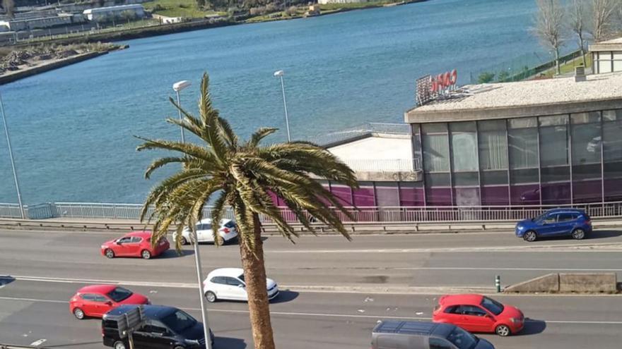 Poda y tratamiento de la palmera de Casa Carnicero