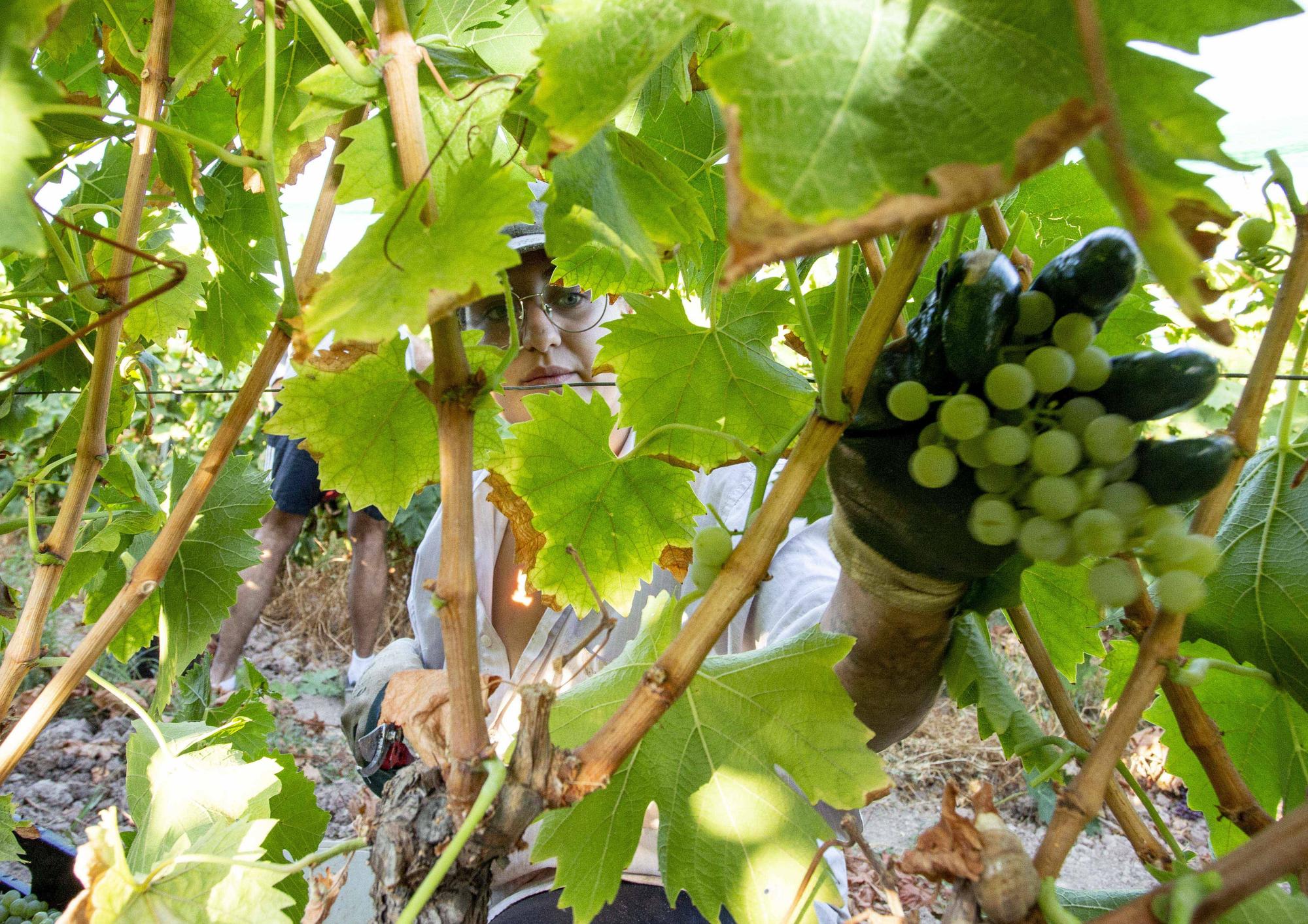 La campaña más precoz del vino alicantino dejará 1,4 millones de litros menos de producción