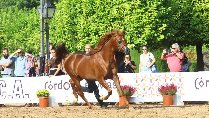 Más 115 caballos de pura raza árabe llegarán esta semana a Córdoba para el Campeonato de España