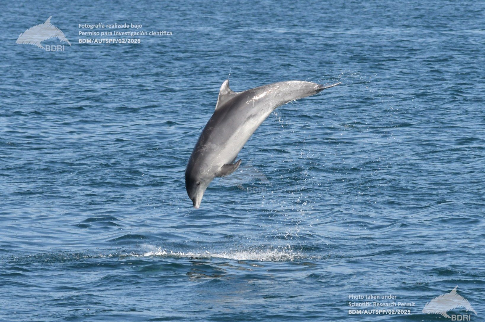 Biólogos, doctores y estudiantes del BDRI hacen un estrecho seguimiento de los mamíferos marinos en las rías de Vigo, Pontevedra y Arousa.