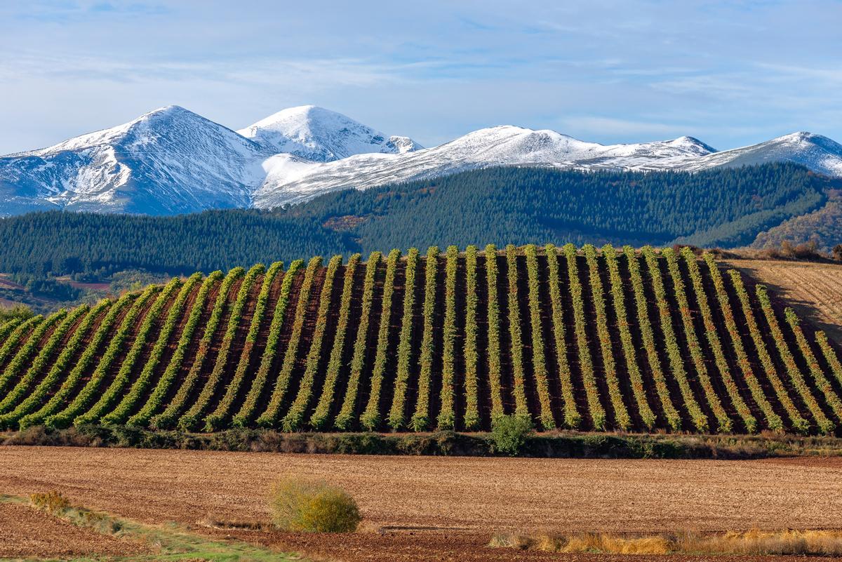 Vineyards with San Lorenzo mountain as background, La Rioja, Spain