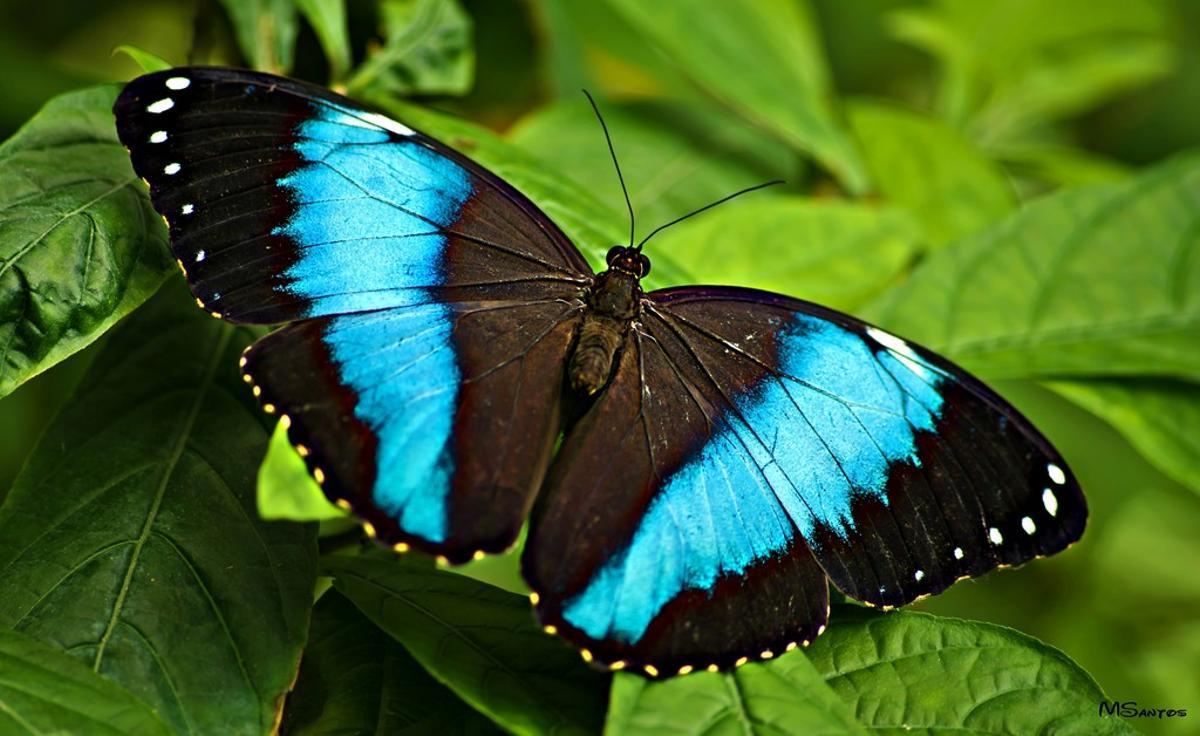 Otro especimen de mariposa que se puede ver en el Mariposario de Benalmádena