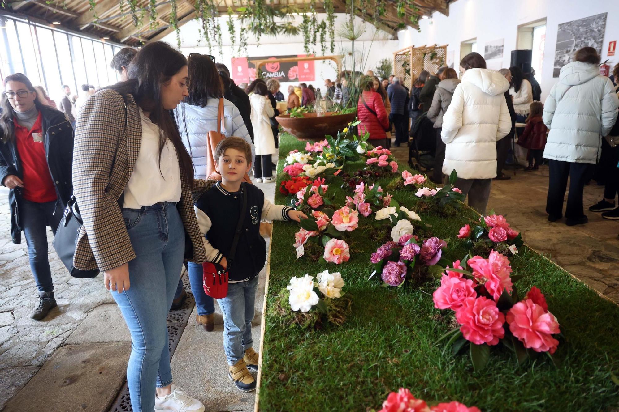 Así fue la 59 exposición internacional de la camelia, en Vilagarcía.