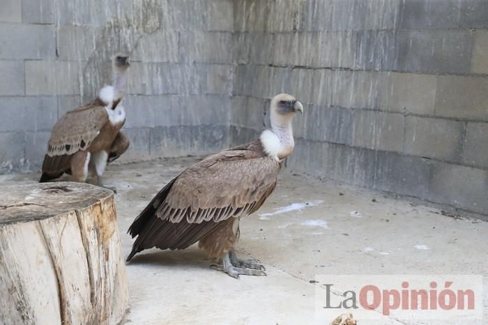 Las Águilas del Sol de Puerto Lumbreras piden ayud