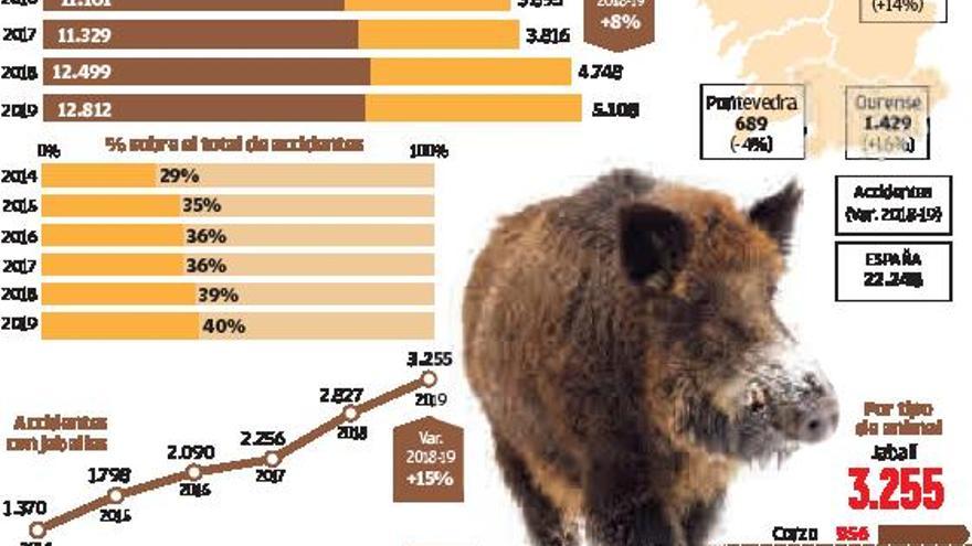 Los animales causan ya el 40% de los accidentes de tráfico en Galicia, con una media de 14 al día | HUGO BARREIRO