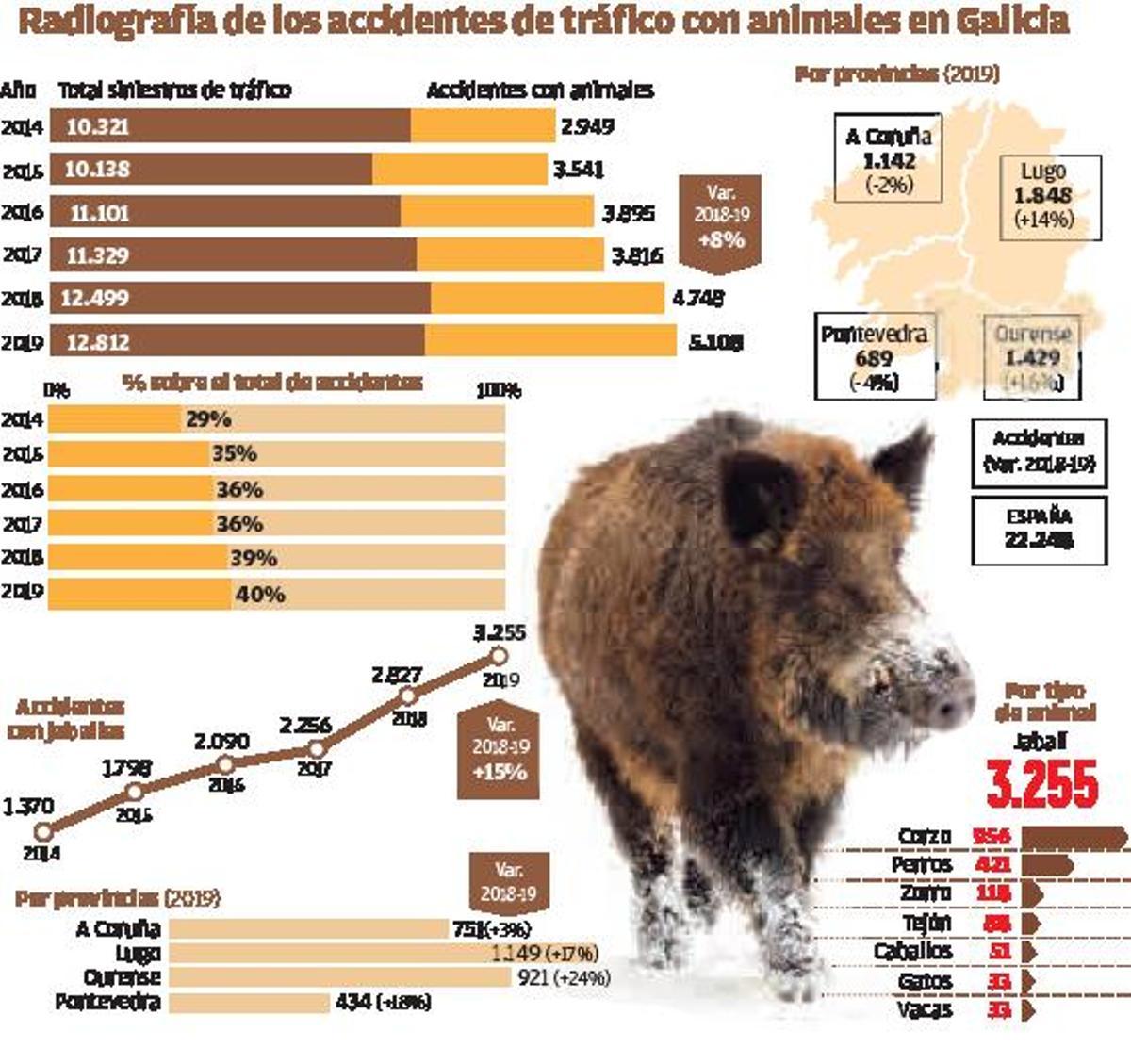 Los animales causan ya el 40% de los accidentes de tráfico en Galicia, con una media de 14 al día | HUGO BARREIRO