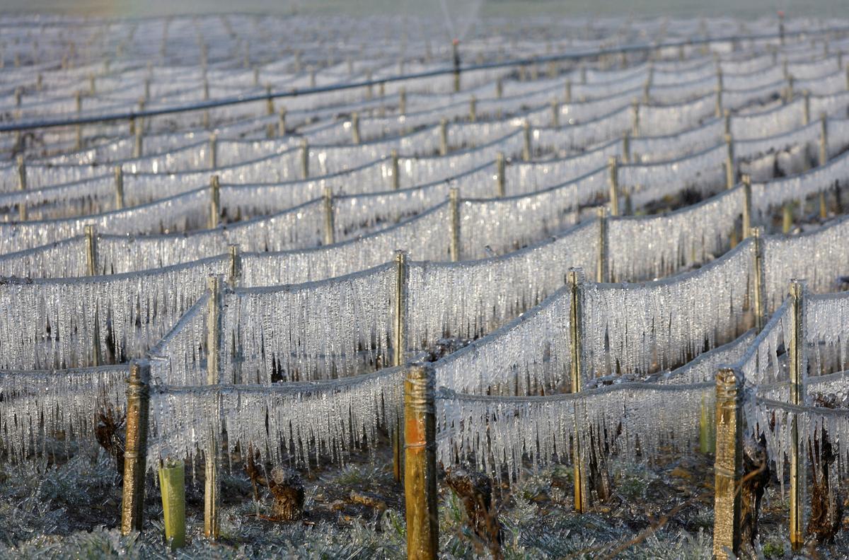 Viñedos cubiertos de hielo, a primera hora de la mañana, en Chablis, Francia.