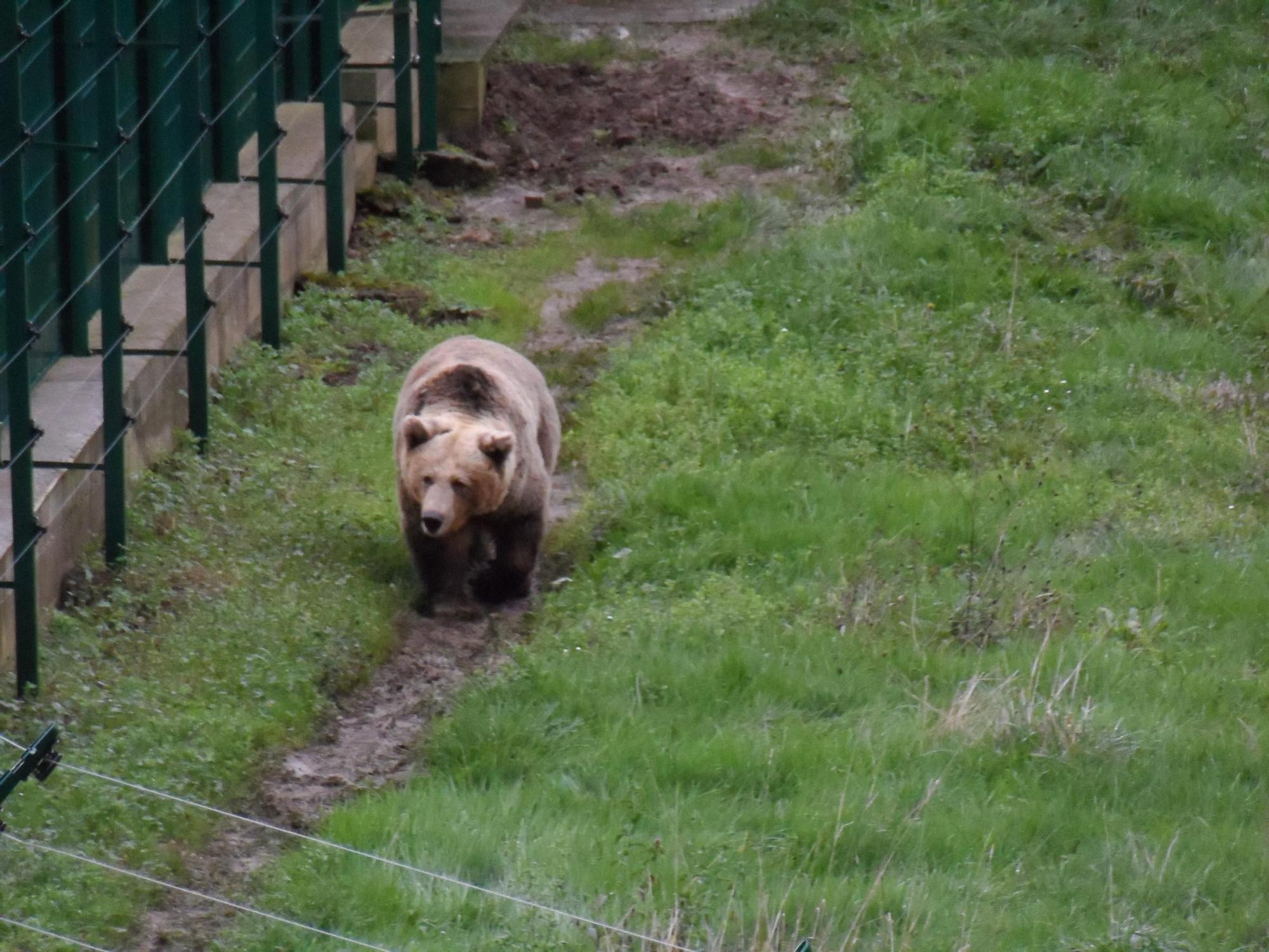 EN IMÁGENES: Así fue la vida de la osa "Paca" en el cercado de los Valles del Trubia